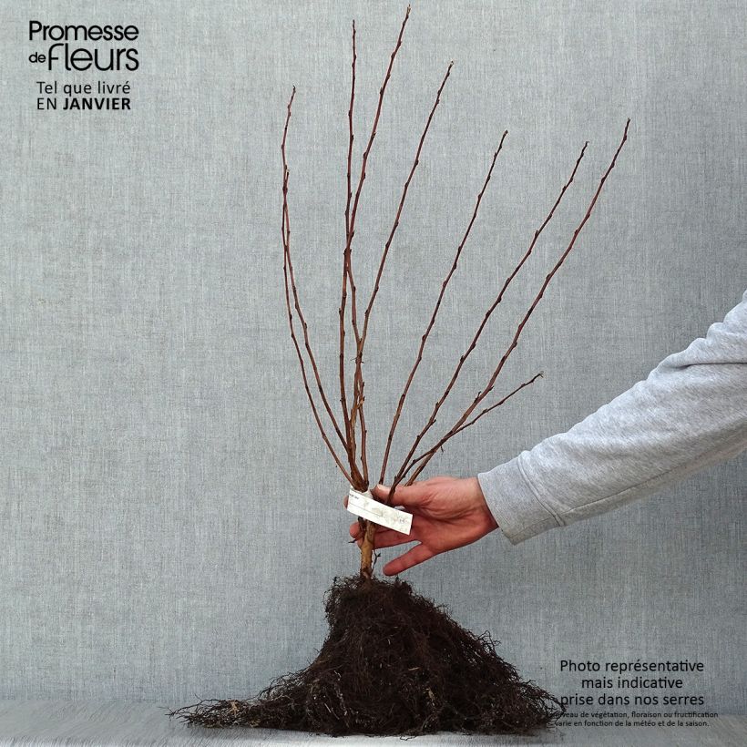Spécimen de Physocarpus opulifolius Luteus - Physocarpe Racines nues tel que livré en hiver