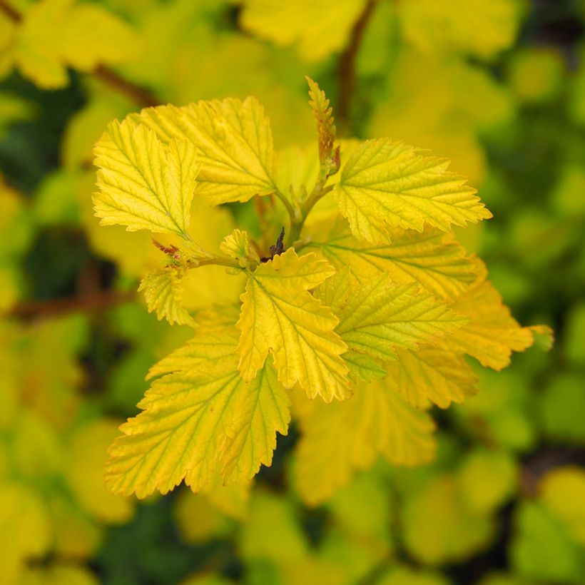 Physocarpus opulifolius Luteus - Physocarpe (Feuillage)