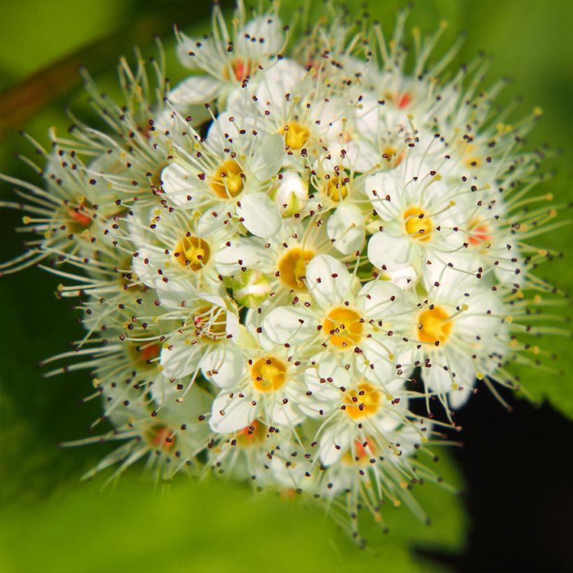 Physocarpus opulifolius Luteus - Physocarpe (Floraison)