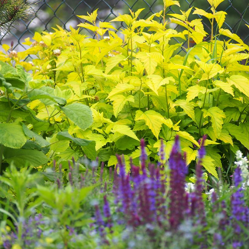 Physocarpus opulifolius Luteus - Physocarpe (Port)