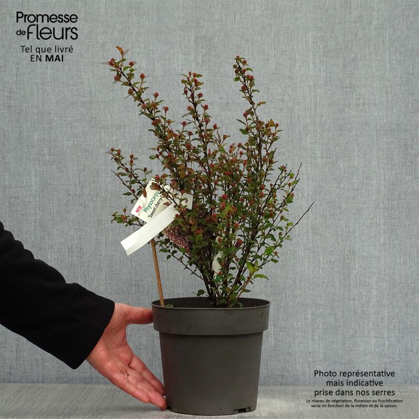 Spécimen de Physocarpus opulifolius Magic Sweet Cherry Tea Pot de 3L/4L tel que livré au printemps