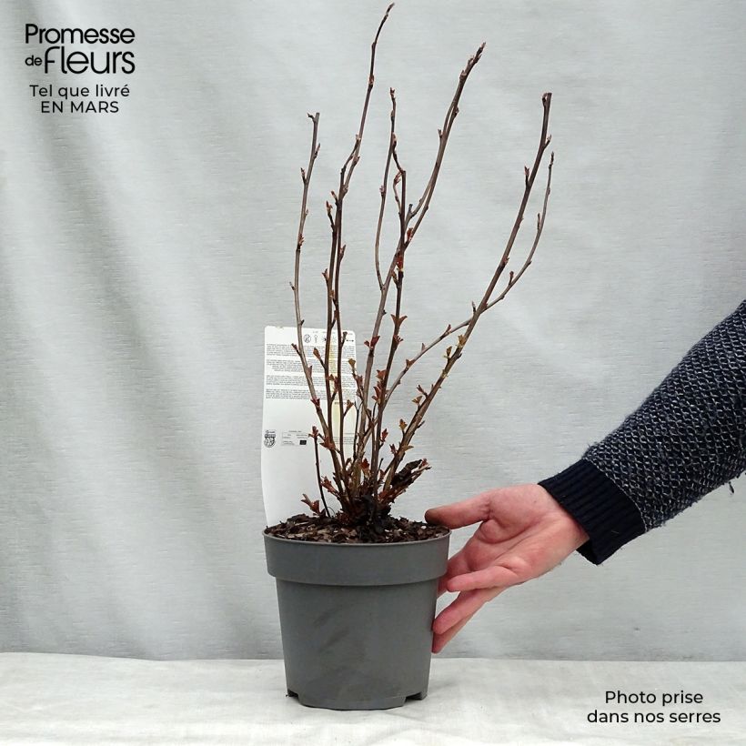 Spécimen de Physocarpus opulifolius Perspektiva tel que livré au printemps