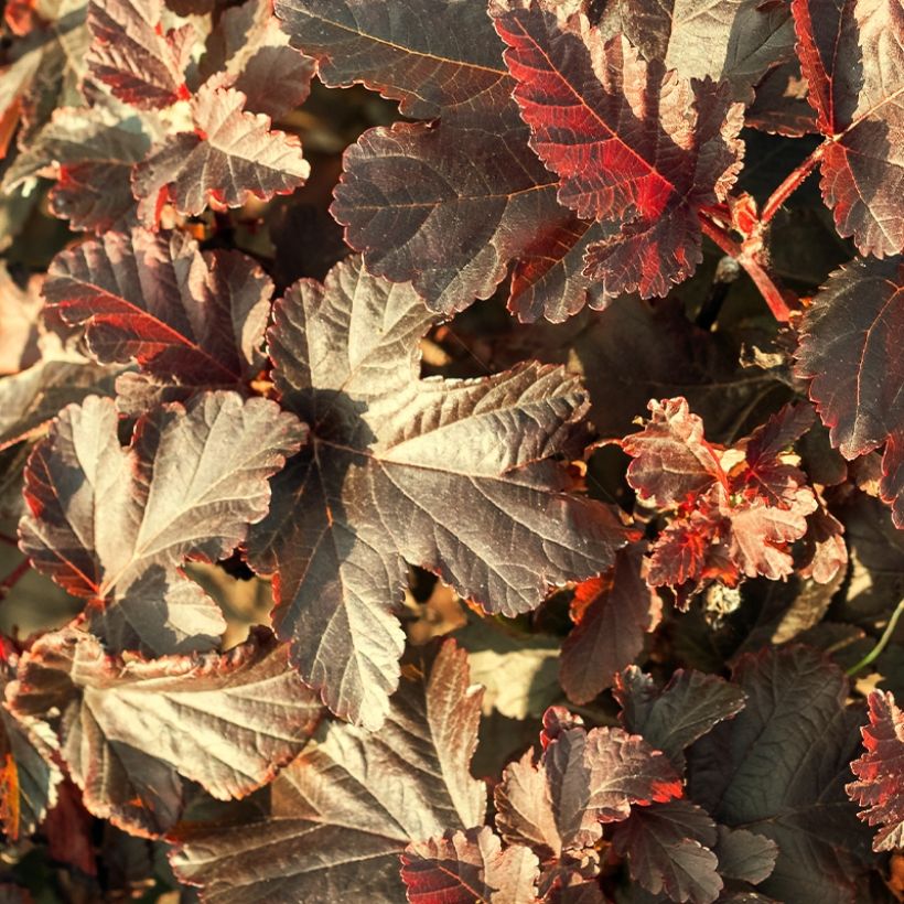 Physocarpus opulifolius Perspektiva (Feuillage)