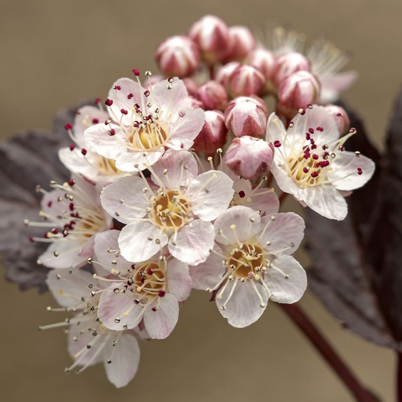 Physocarpus opulifolius Perspektiva (Floraison)