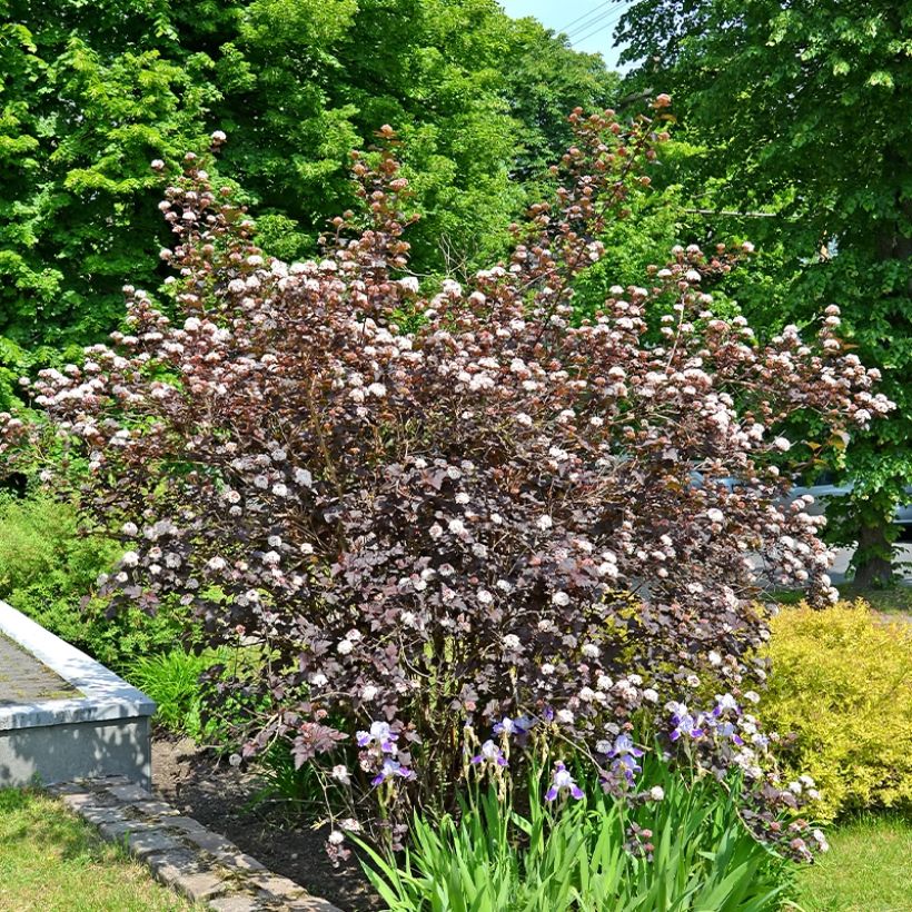 Physocarpus opulifolius Perspektiva (Port)