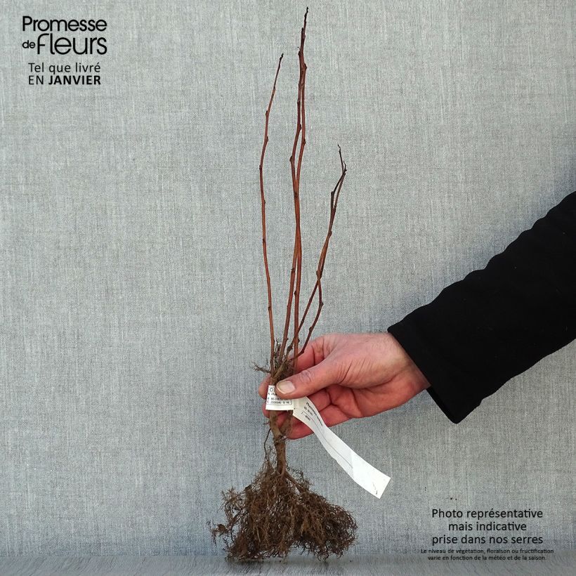 Spécimen de Physocarpus opulifolius - Physocarpe à feuilles d'aubier Racines nues tel que livré en hiver