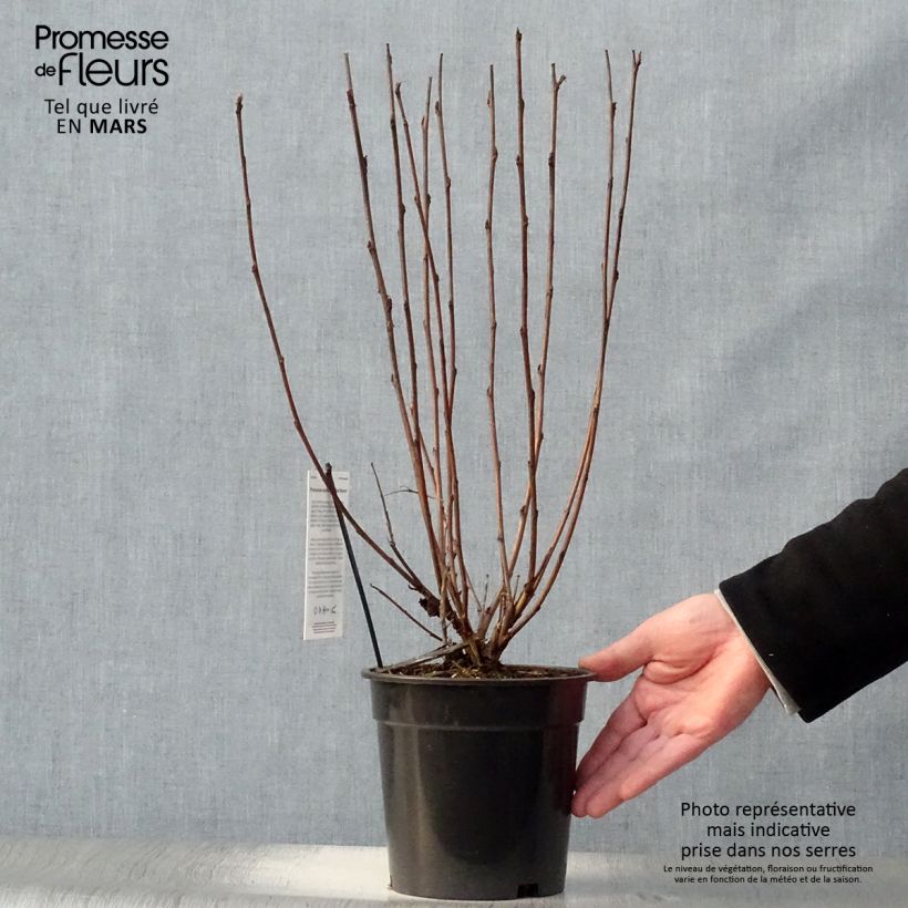 Spécimen de Physocarpus opulifolius Red Baron - Physocarpe à feuille d'obier Pot de 2L/3L tel que livré au printemps