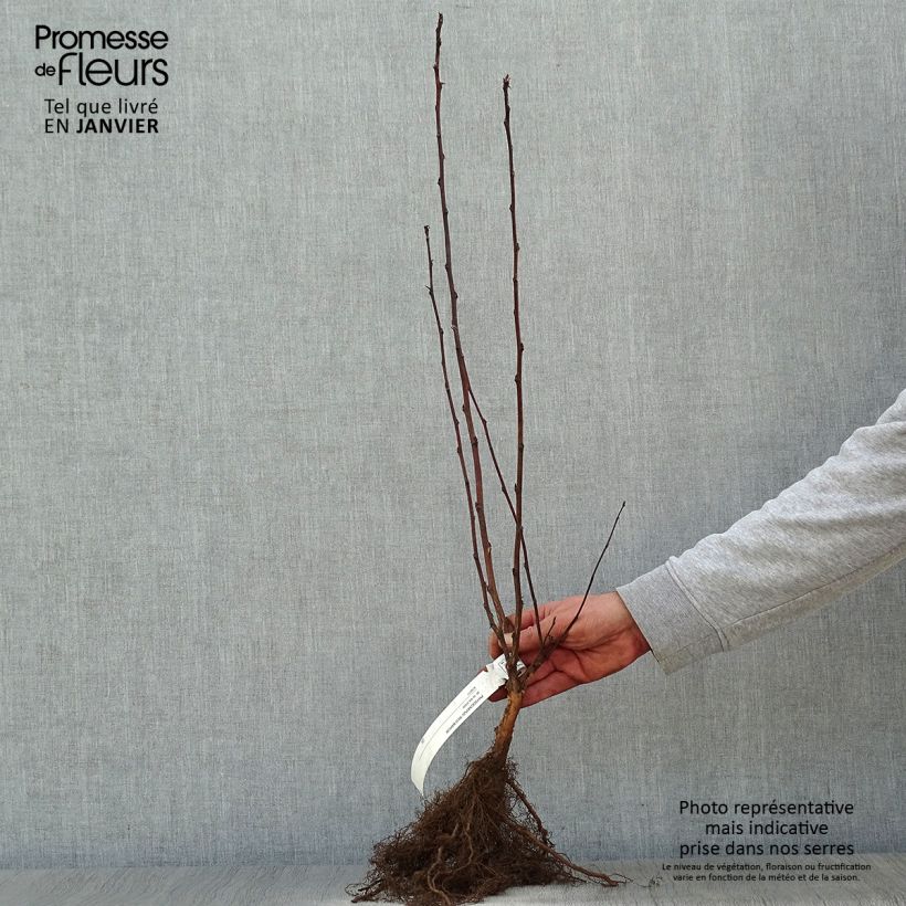 Spécimen de Physocarpus opulifolius Red Baron - Physocarpe à feuille d'obier racines nues tel que livré en hiver