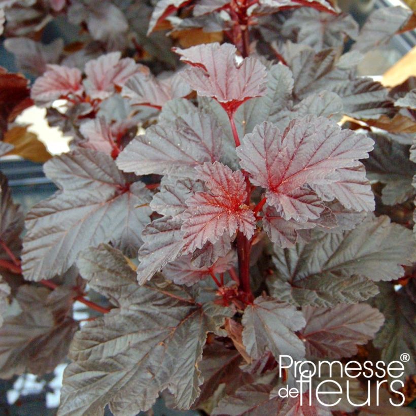 Physocarpe à feuilles d'Obier - Physocarpus opulifolius Rubella (Feuillage)