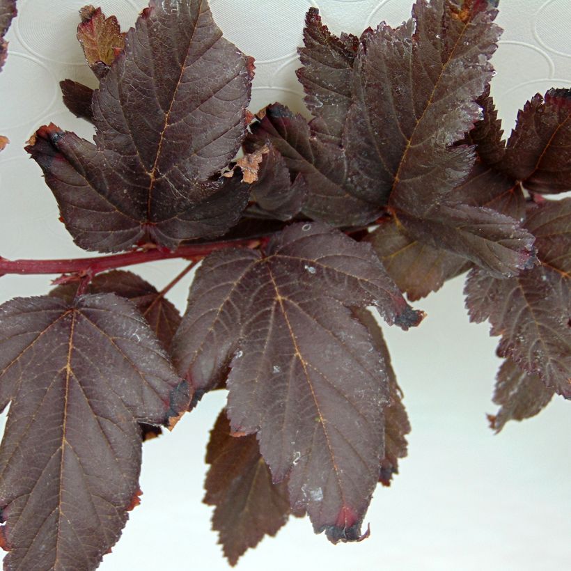 Physocarpus opulifolius Summer Wine (Feuillage)