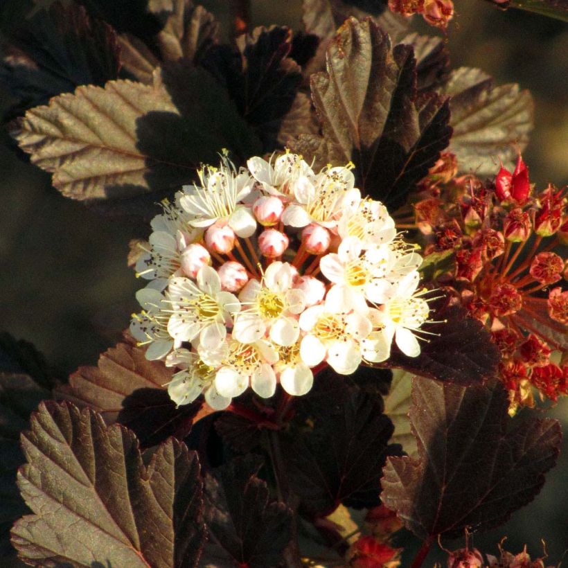 Physocarpus opulifolius Summer Wine (Floraison)