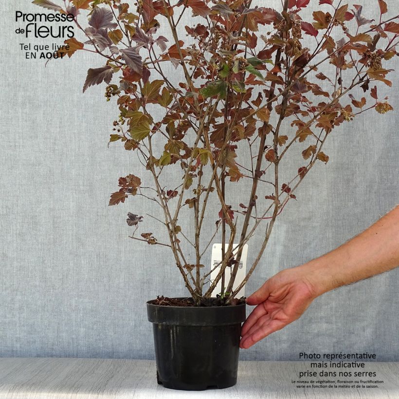 Spécimen de Physocarpus opulifolius Summer Wine Pot de 3L/4L tel que livré en été