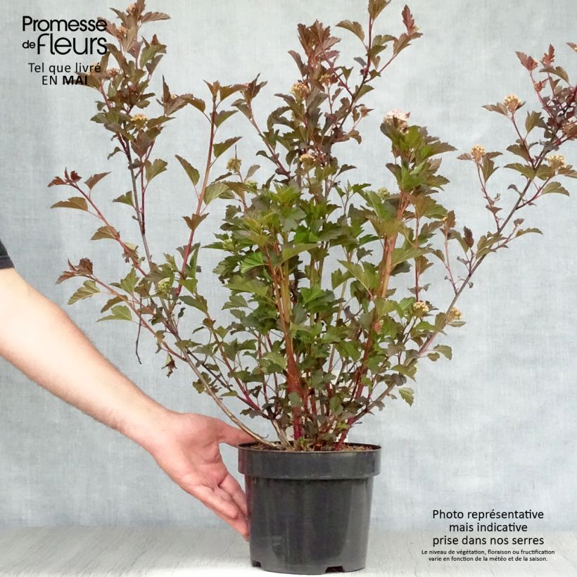 Spécimen de Physocarpus opulifolius Summer Wine tel que livré au printemps