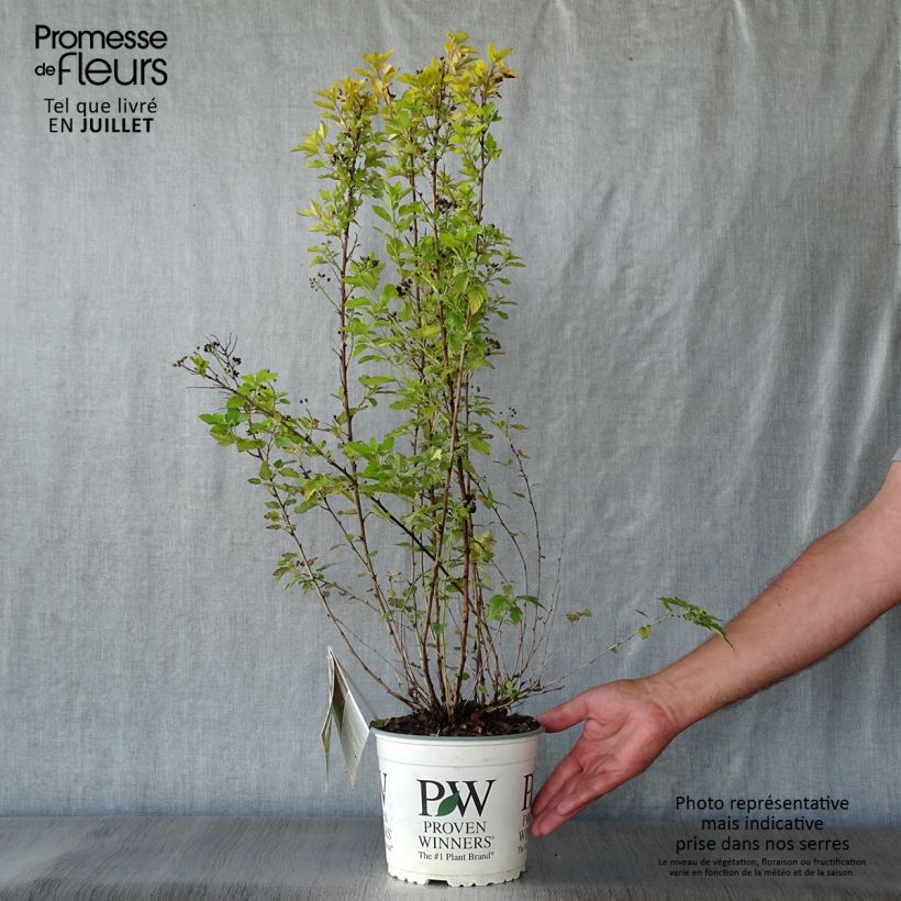 Spécimen de Physocarpus opulifolius Tiny Wine Gold Pot de 2L/3L tel que livré en été