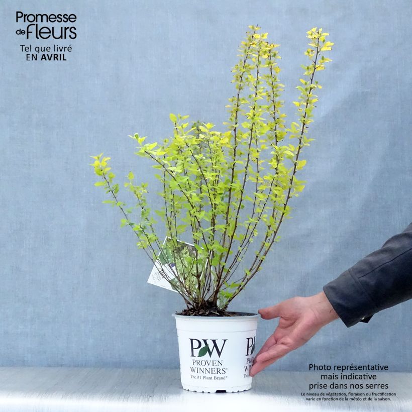 Spécimen de Physocarpus opulifolius Tiny Wine Gold tel que livré au printemps