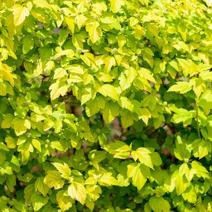 Physocarpus opulifolius Tiny Wine Gold (Feuillage)