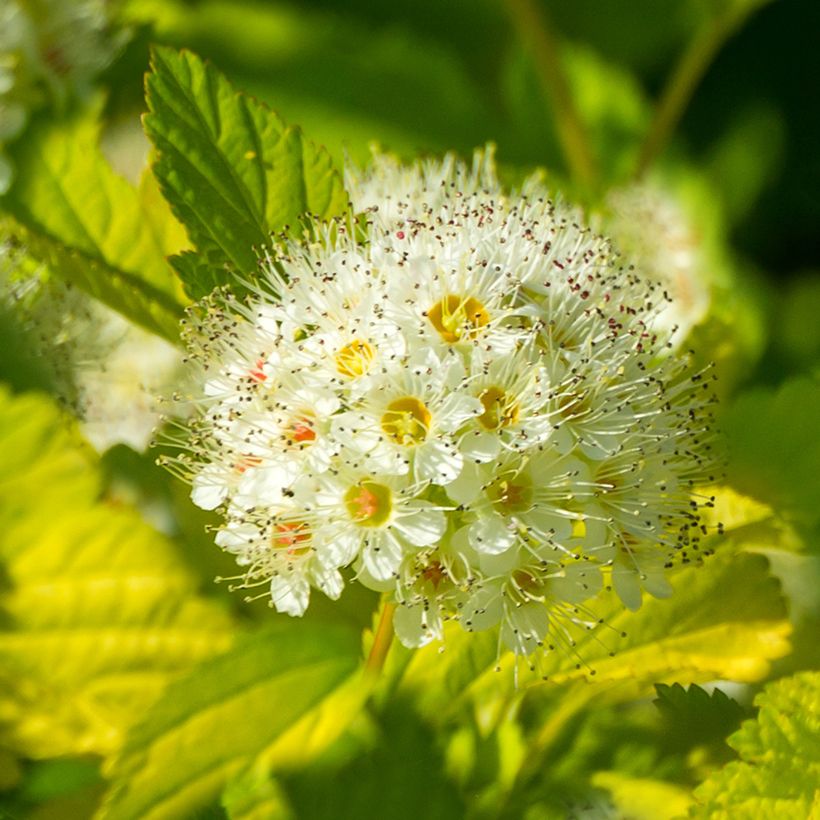 Physocarpus opulifolius Tiny Wine Gold (Floraison)