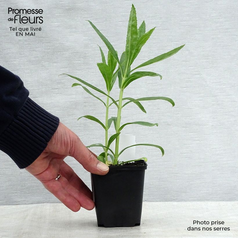 Spécimen de Physostegia virginiana Bouquet Rose - Cataleptique Godet de 9cm tel que livré au printemps
