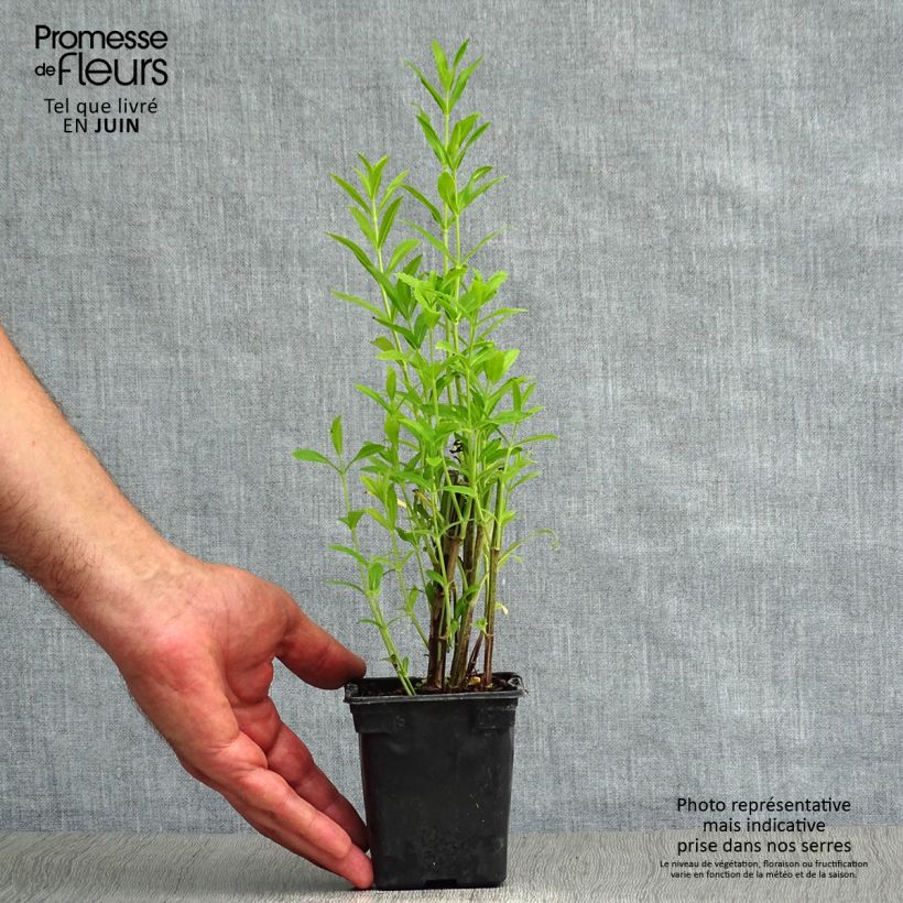 Spécimen de Physostegia virginiana Bouquet Rose - Cataleptique Godet de 7/8 cm tel que livré en été