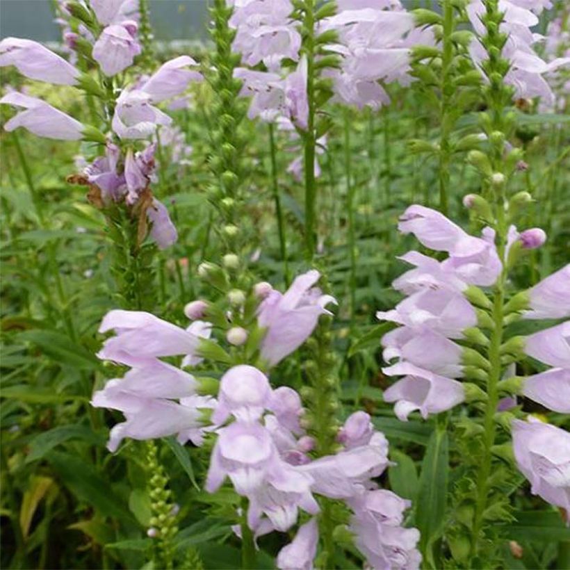 Physostegia virginiana Galadriel - Cataleptique (Floraison)