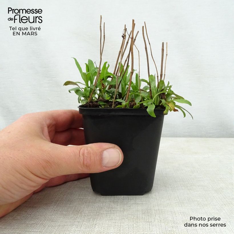 Spécimen de Physostegia virginiana Galadriel - Cataleptique Godet de 9cm tel que livré au printemps