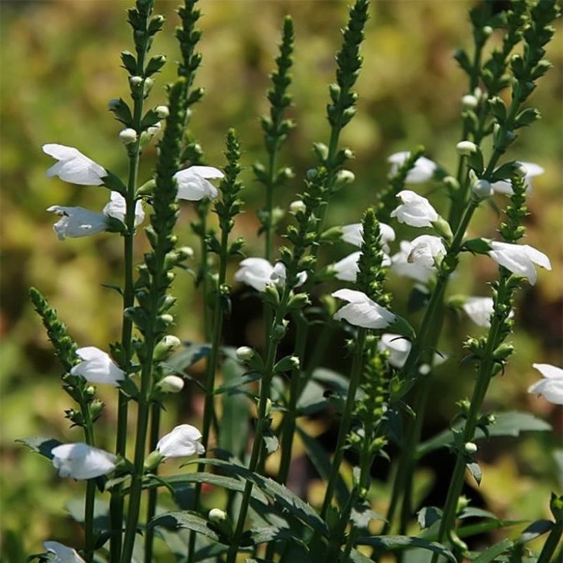 Physostegia virginiana Miss Manners - Cataleptique (Floraison)