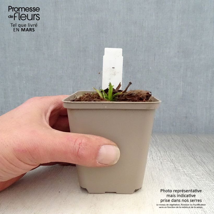 Spécimen de Physostegia virginiana Miss Manners - Cataleptique Godet de 9cm tel que livré au printemps