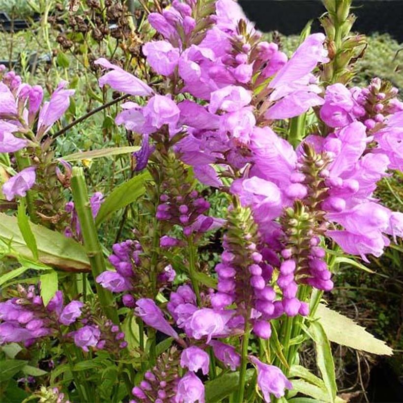 Physostegia virginiana Red Beauty - Cataleptique (Floraison)