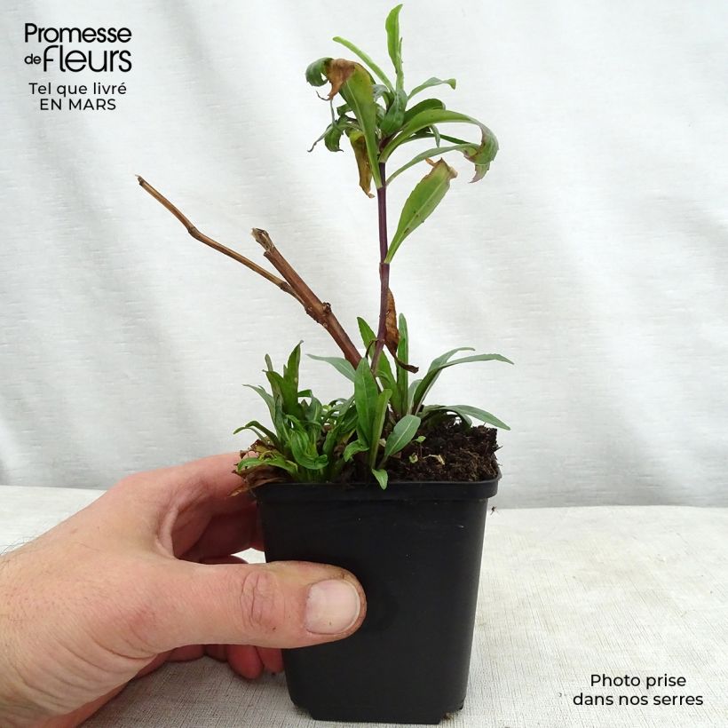 Spécimen de Physostegia virginiana Red Beauty - Cataleptique Godet de 9cm tel que livré au printemps