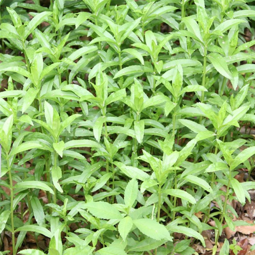 Physostegia virginiana Summer Snow - Cataleptique blanche (Feuillage)