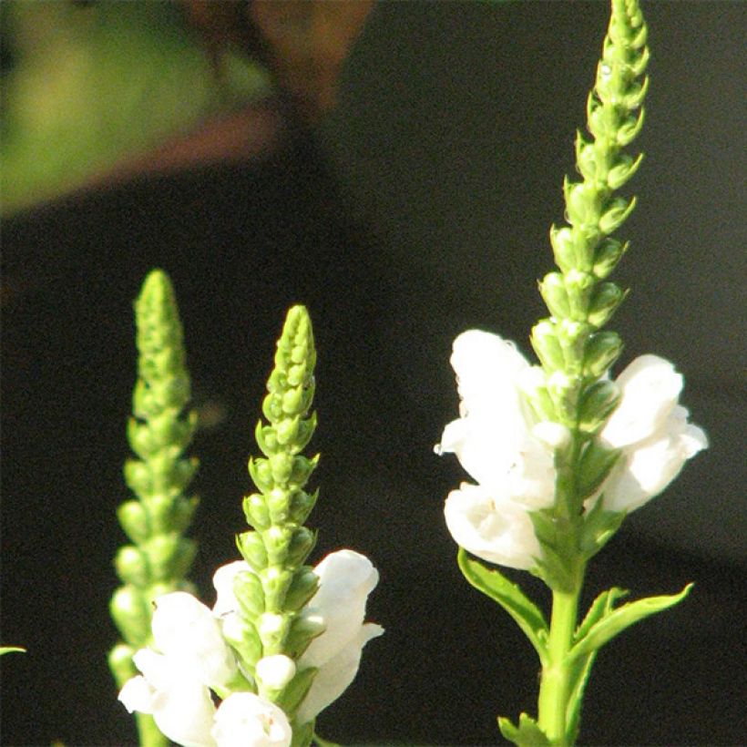 Physostegia virginiana Summer Snow - Cataleptique blanche (Floraison)