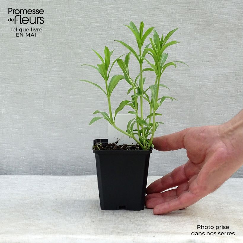 Spécimen de Physostegia virginiana Summer Snow - Cataleptique blanche Godet de 7cm tel que livré au printemps