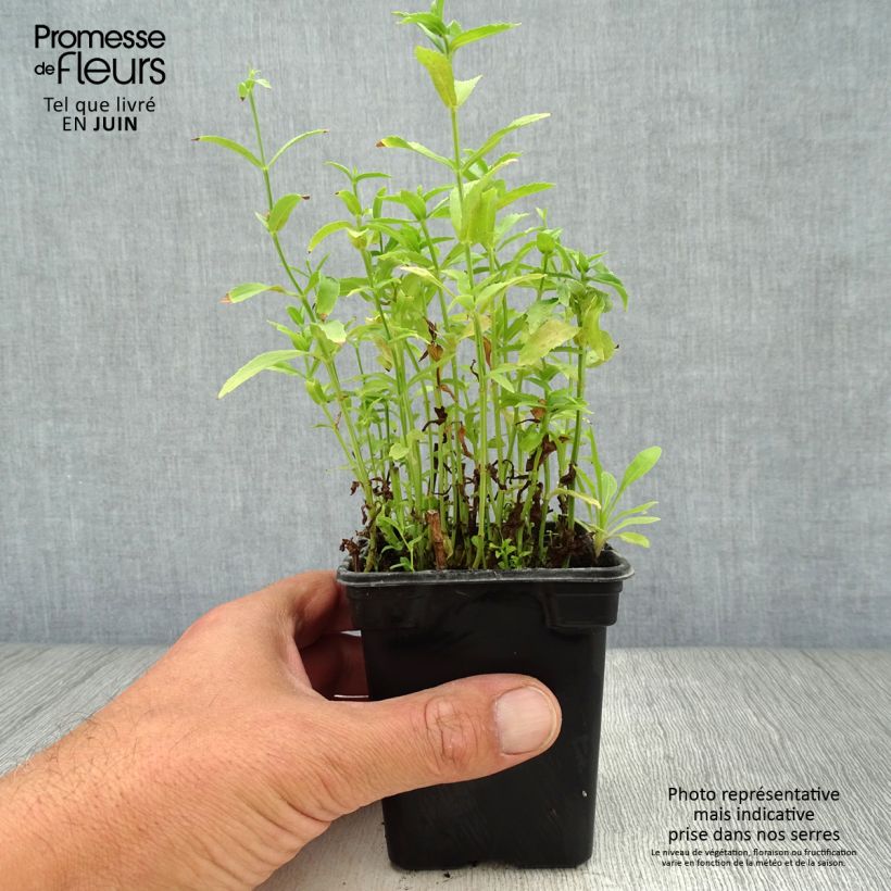 Spécimen de Physostegia virginiana Summer Snow - Cataleptique blanche Godet de 7/8 cm tel que livré en été