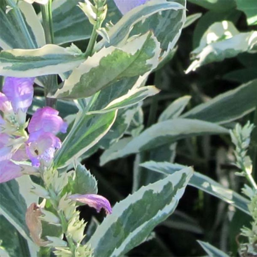 Physostegia virginiana Variegata (Feuillage)