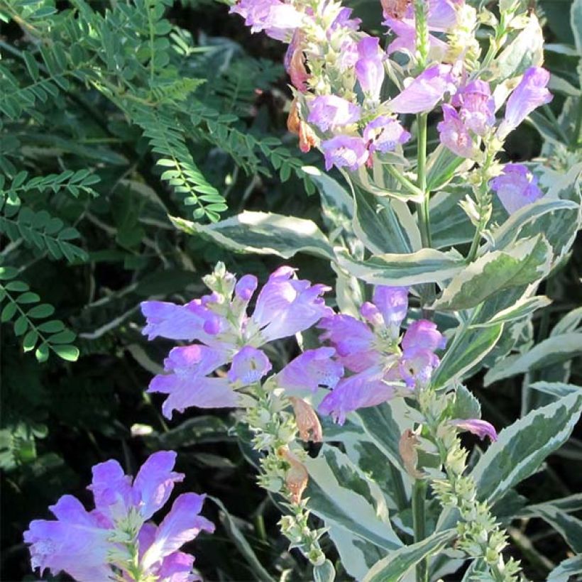 Physostegia virginiana Variegata (Floraison)