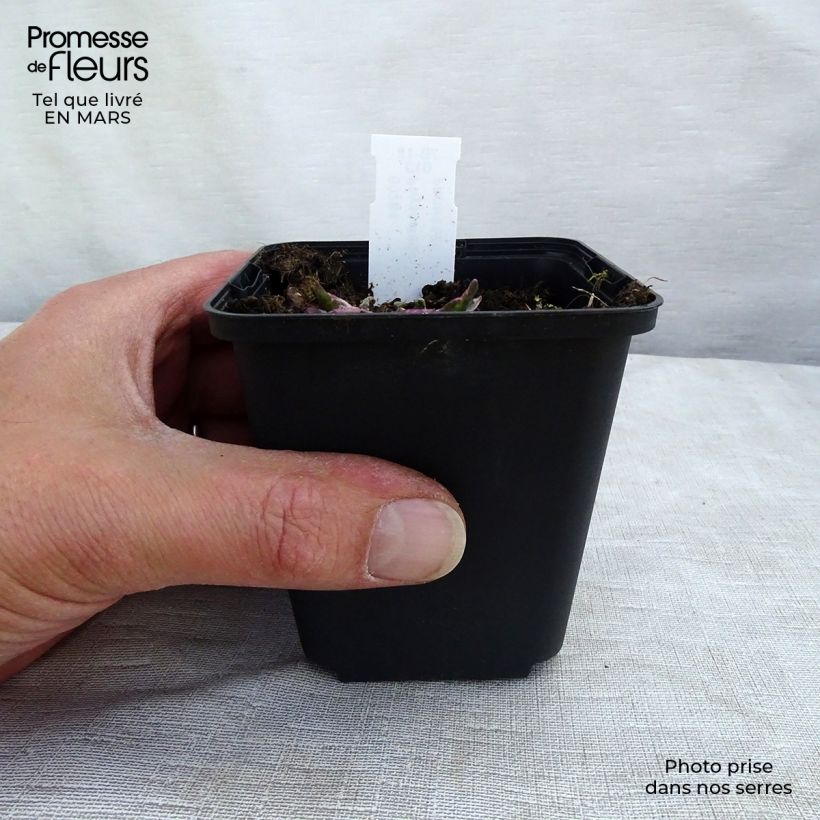 Spécimen de Physostegia virginiana Variegata Godet de 9cm tel que livré au printemps