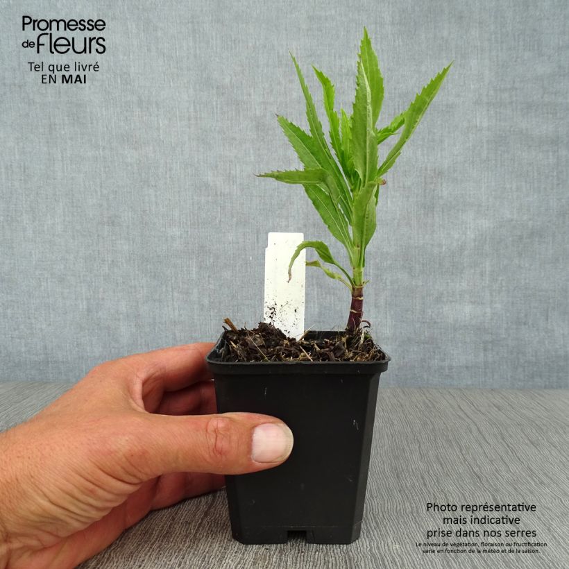 Spécimen de Physostegia virginiana Vivid - Cataleptique Godet de 9cm tel que livré au printemps