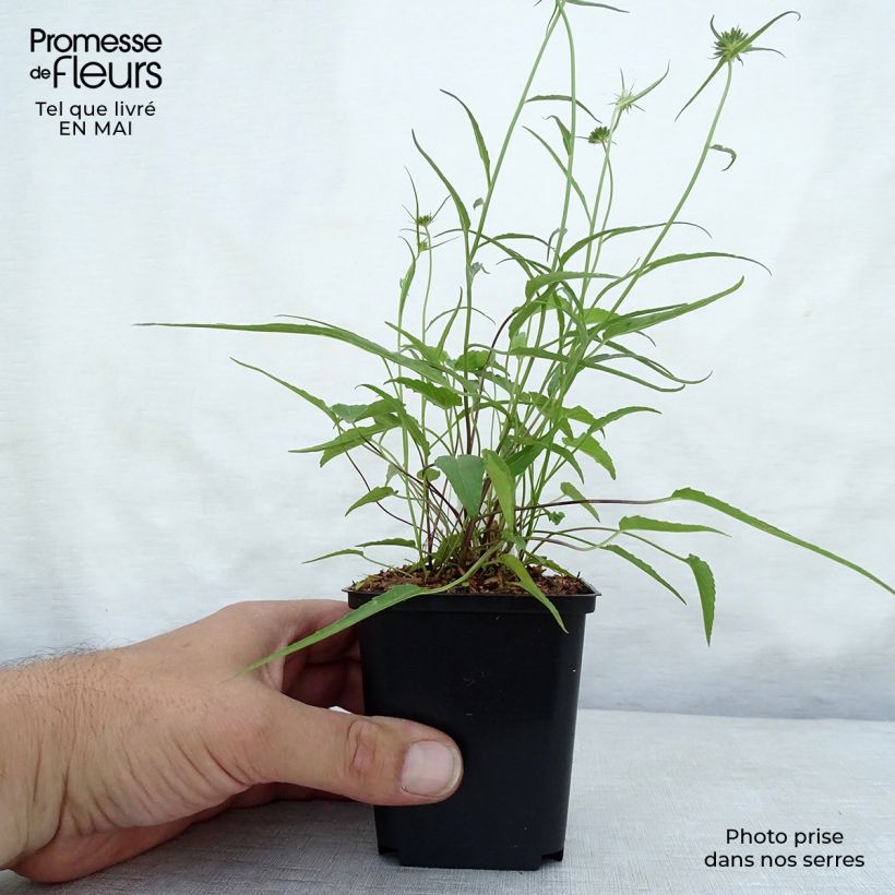 Spécimen de Phyteuma scheuchzeri - Raiponce de Scheuchzer  Godet de 8/9 cm tel que livré au printemps