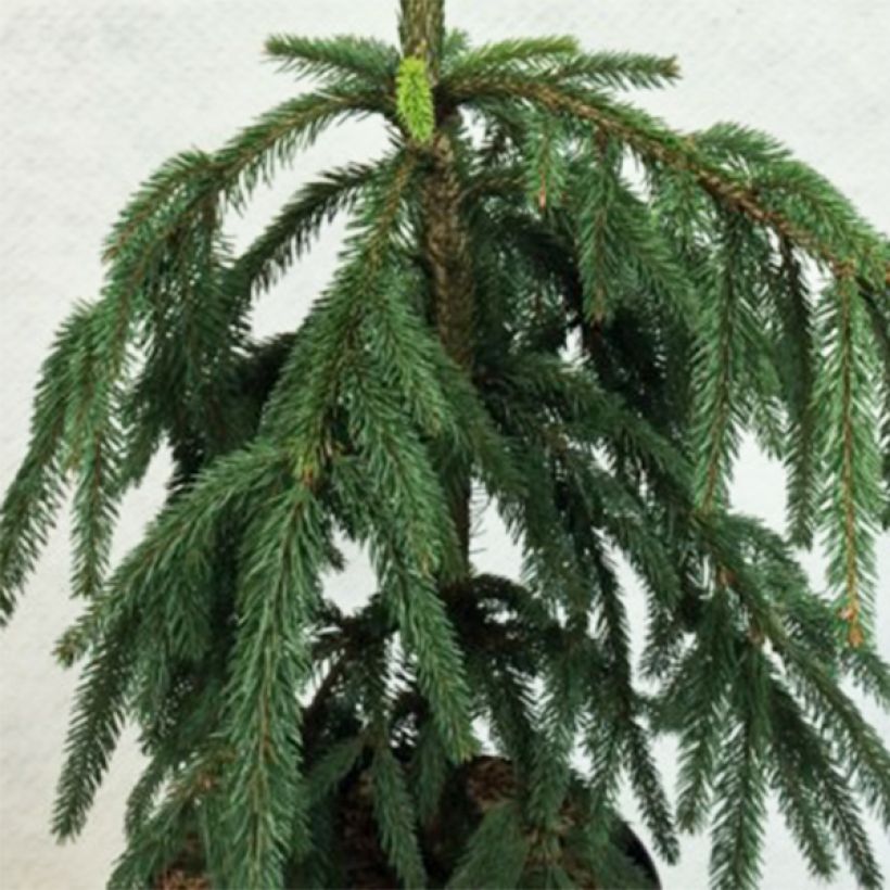 Picea abies Aarburg - Epicea commun                             (Feuillage)
