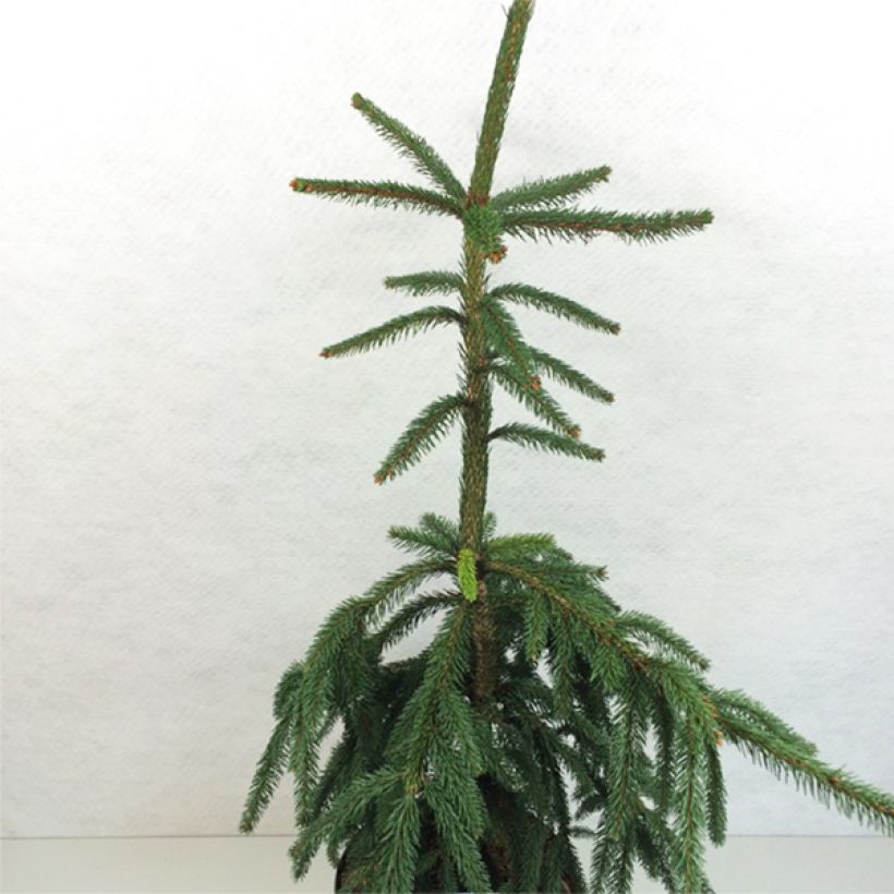 Picea abies Aarburg - Epicea commun                             (Port)