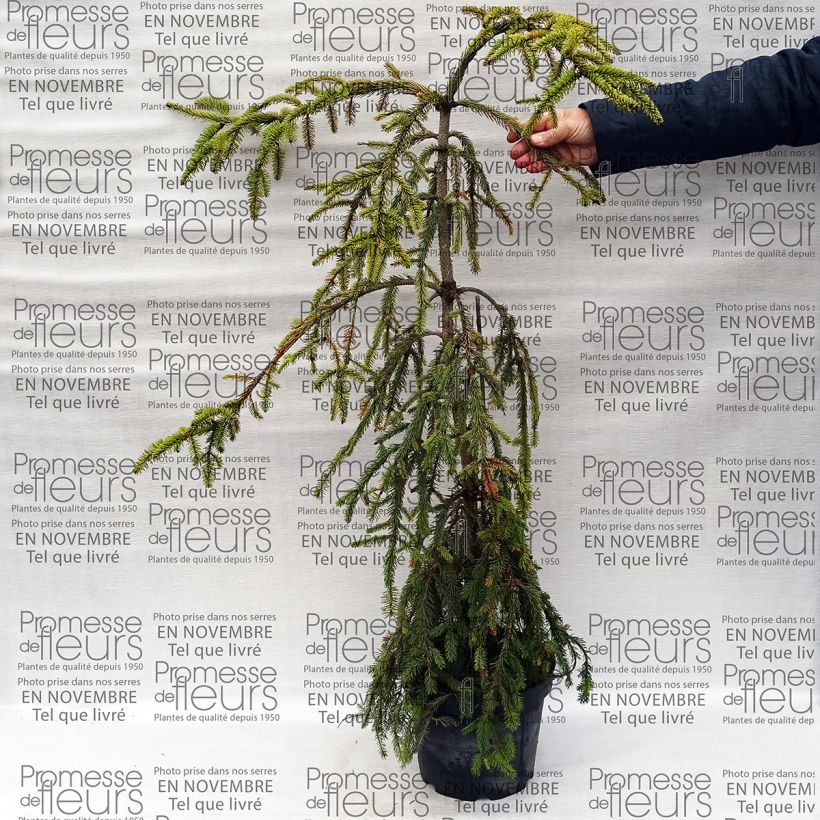 Exemple de spécimen de Picea abies Aarburg - Epicea commun                             tel que livré