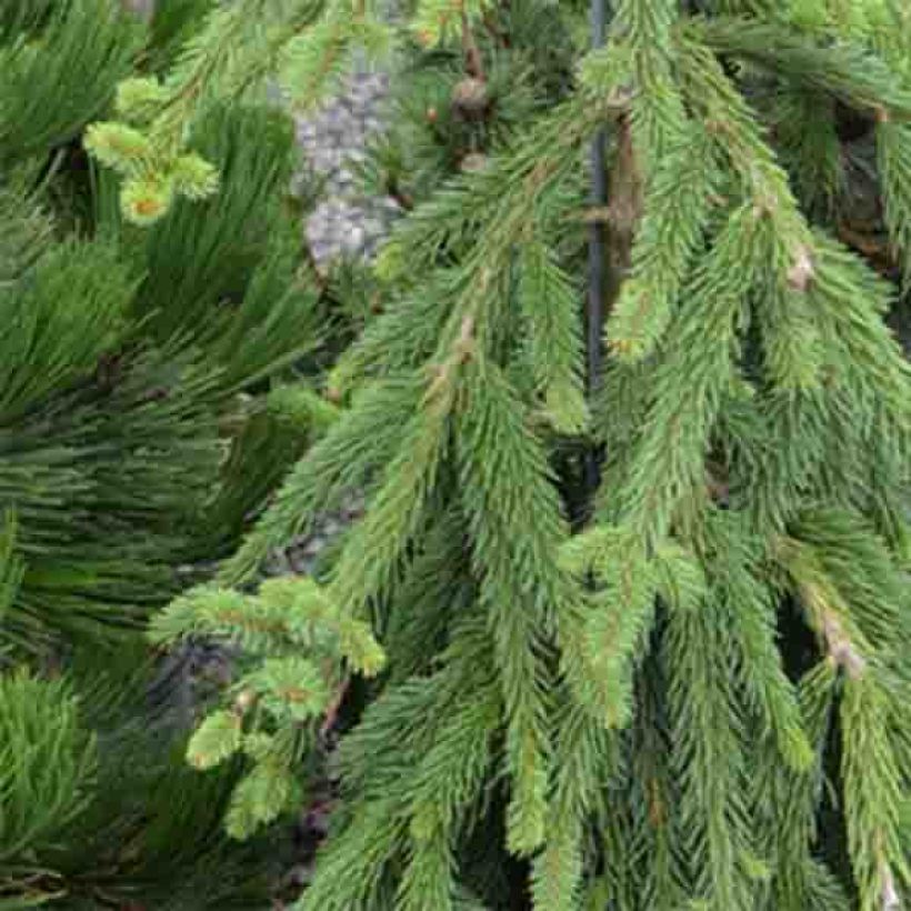 Picea abies Frohburg - Epicea pleureur                            (Feuillage)