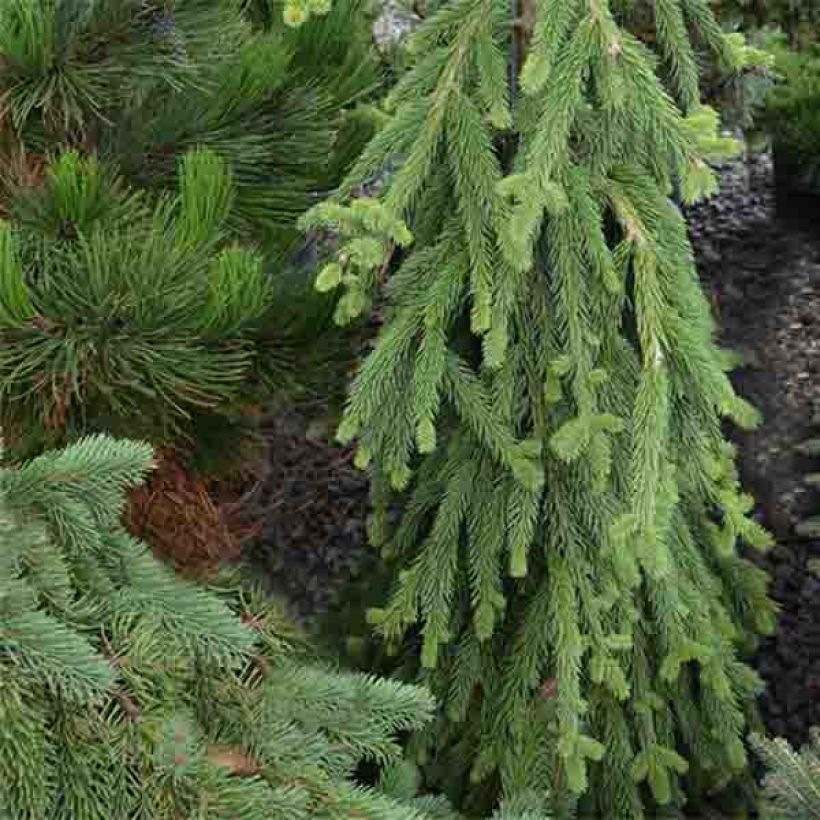 Picea abies Frohburg - Epicea pleureur                            (Port)