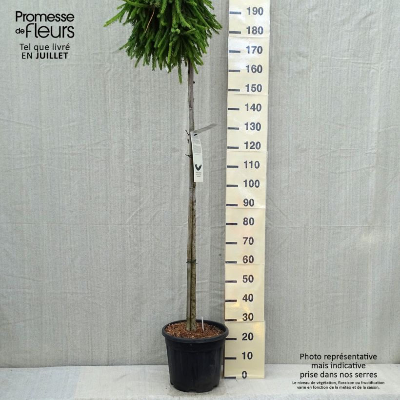 Spécimen de Picea abies Frohburg - Epicea pleureur                            Pot de 20L/25L, Tige de 180 cm tel que livré en été