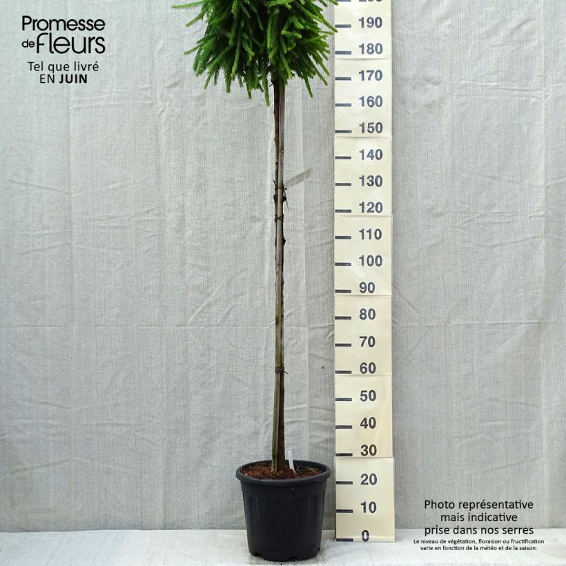 Spécimen de Picea abies Frohburg - Epicea pleureur                            Pot de 20L/25L, Tige de 180 cmHauteur livrée env. 180/190cm tel que livré au printemps