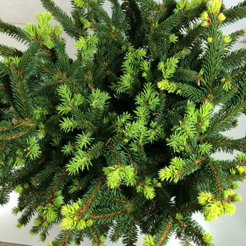 Epicea commun - Picea abies Hana Subutus          (Feuillage)