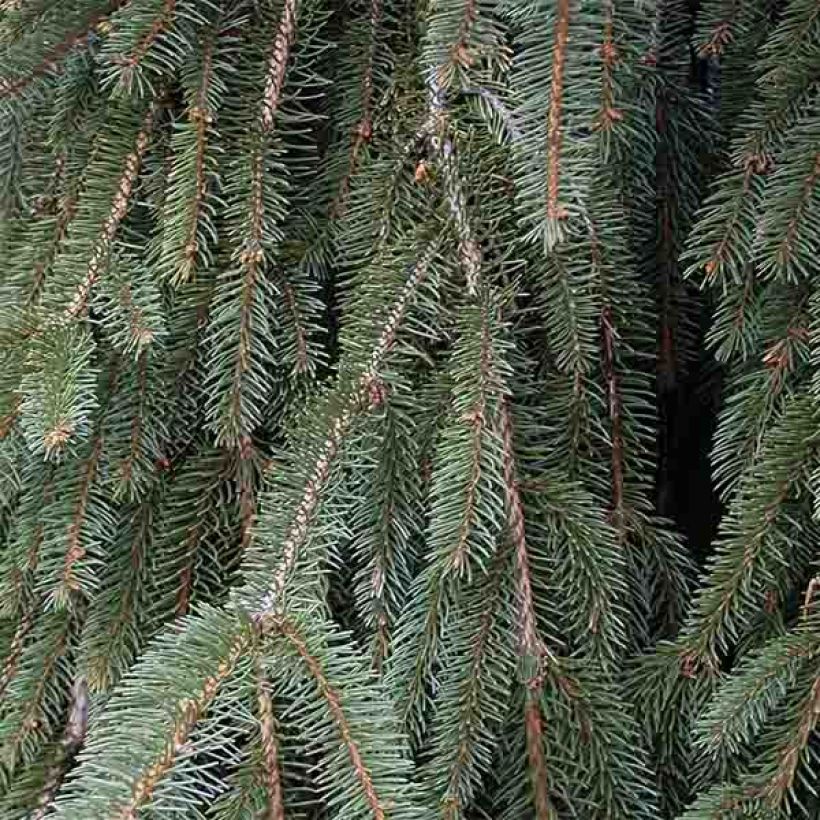 Épicéa pleureur - Picea abies Inversa                        (Feuillage)