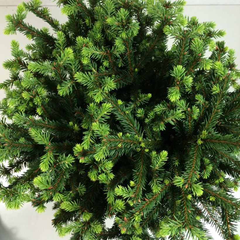 Epicea commun - Picea abies Maxwellii (Feuillage)