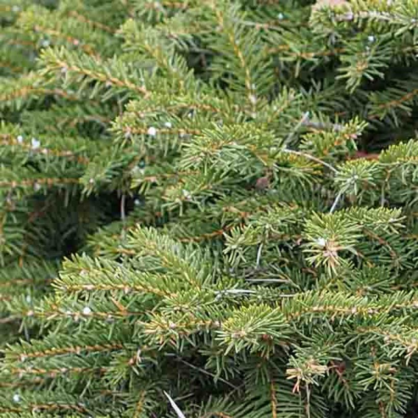 Épicéa commun - Picea abies Nidiformis (Feuillage)