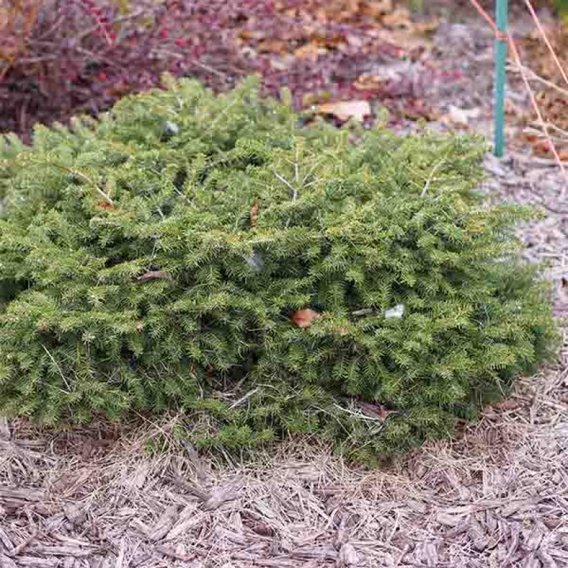 Épicéa commun - Picea abies Nidiformis (Port)